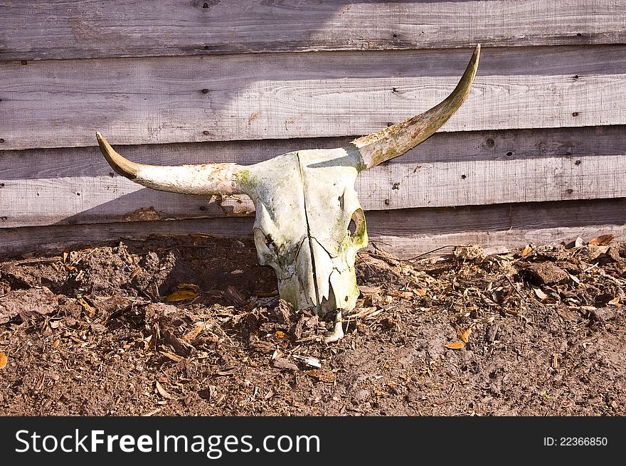 A cow skull sitting by a building.