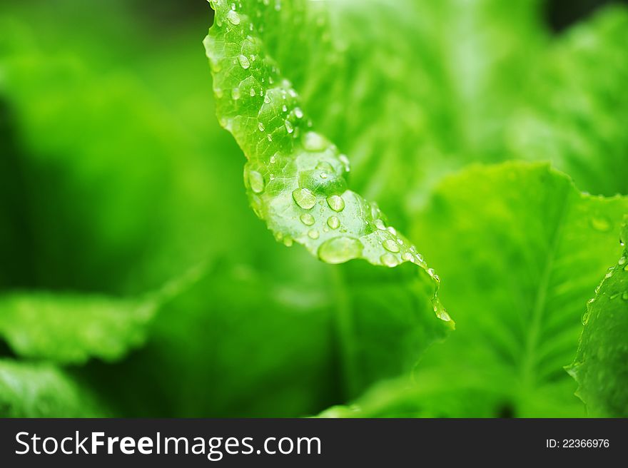 Salad leaves in dew drops