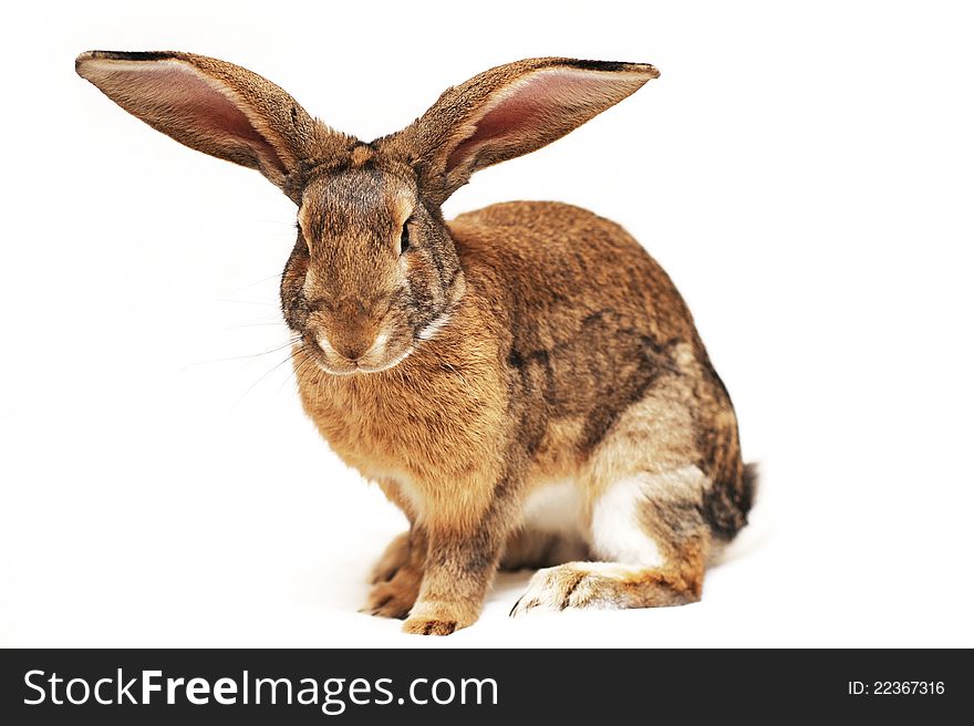 Rabbit On A White Background