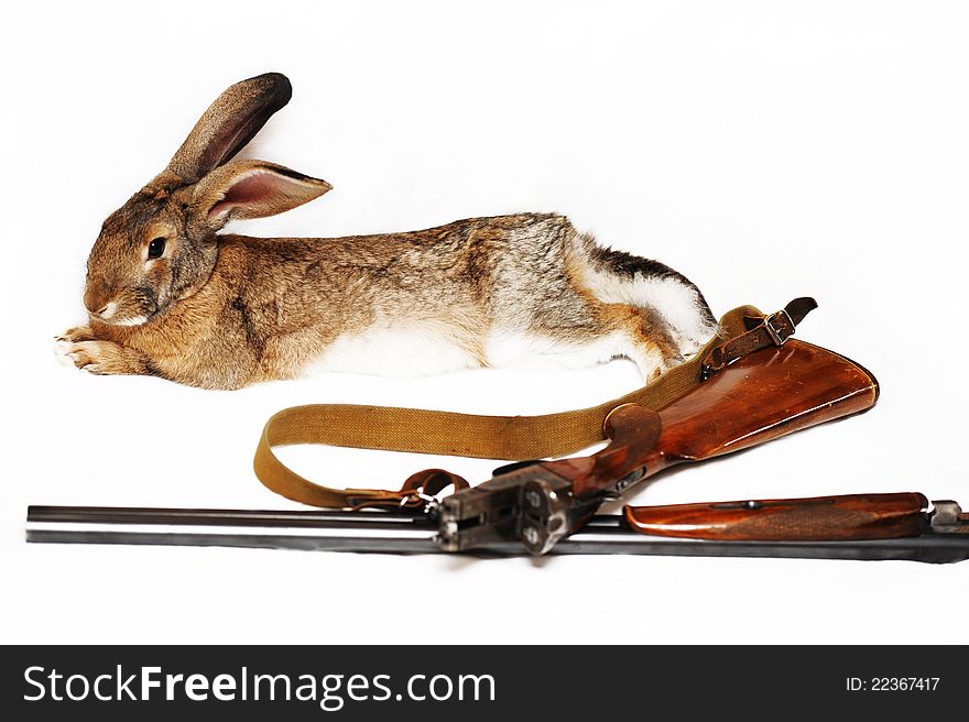 Rabbit And The Disassembled Gun