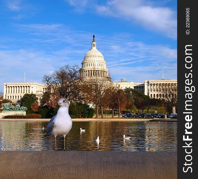 A seagull perches on a cement wall by the water in front of the United States capitol building in Washington, D. C. A seagull perches on a cement wall by the water in front of the United States capitol building in Washington, D. C.