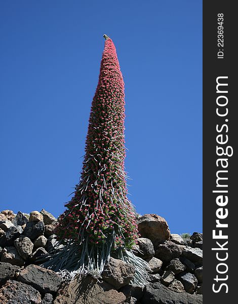 Blooming Endemic Plant In Desert Scenery