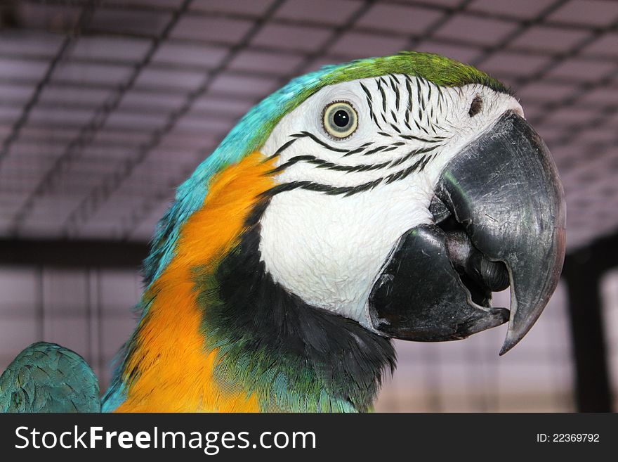 Close-up shot of a head of the scarlet macaw. Close-up shot of a head of the scarlet macaw