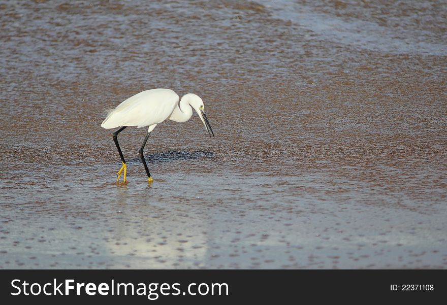 White egret in sea water