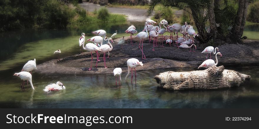 A group of flamingos resting in a calming scene.