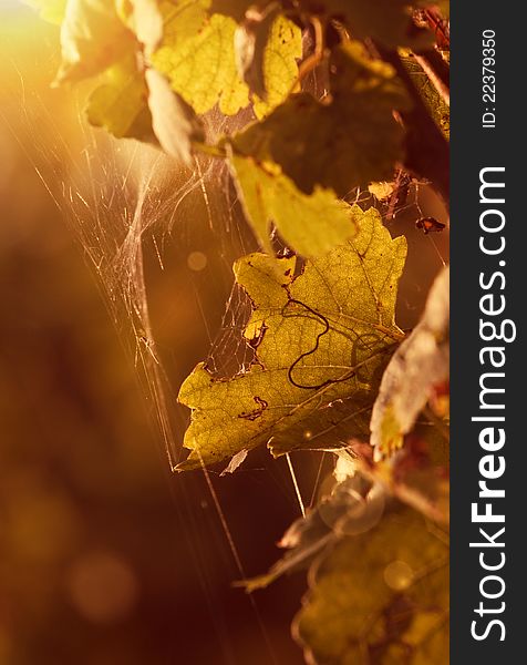 Leaves with cobweb in autumn lights. Leaves with cobweb in autumn lights