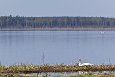 Mute Swan Nesting Royalty Free Stock Photo Mute Swan Nesting Royalty Free Stock Photo