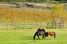 Horses On Green Grass Stock Photo Horses On Green Grass Stock Photo