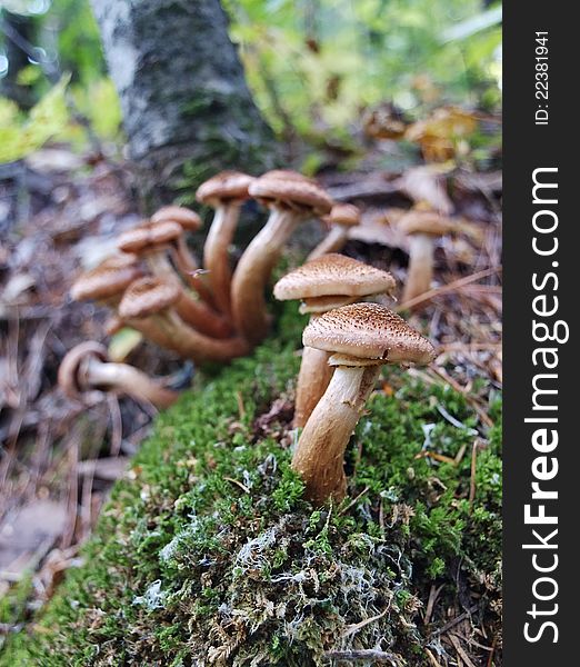 Mushrooms Armillaria grow on the tree trunk