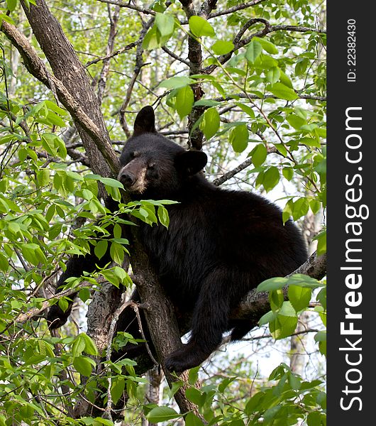 American Black Bear resting on tree branch