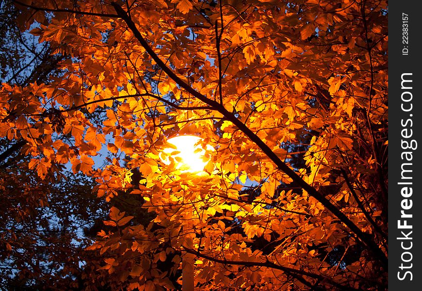 Lamp In Autumn