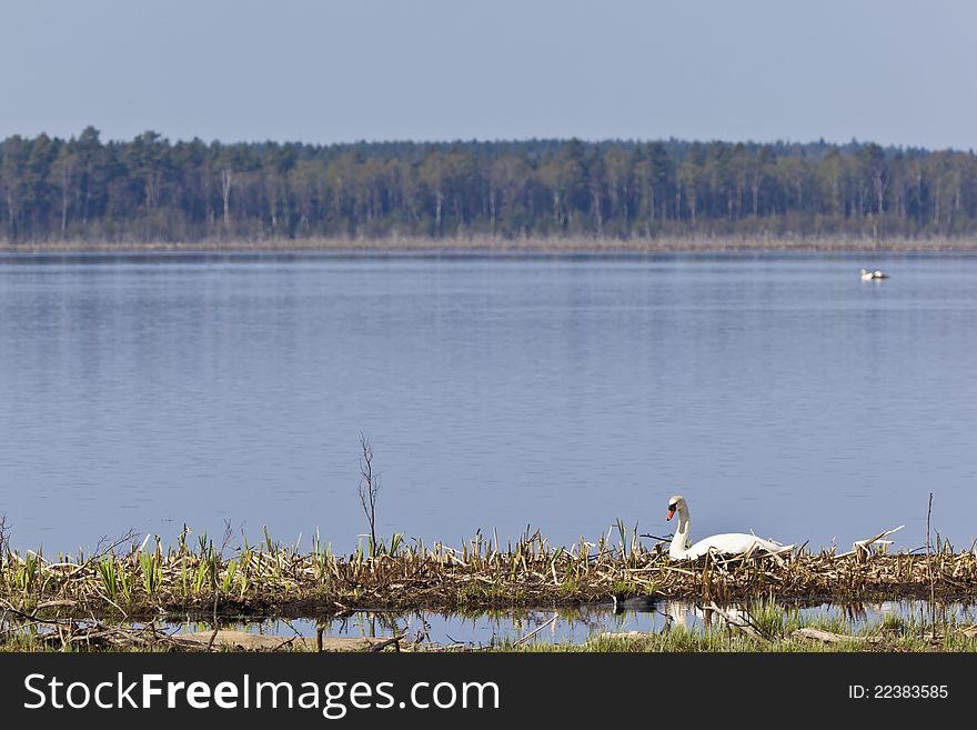 Mute Swan nests in the lake. Mute Swan nests in the lake