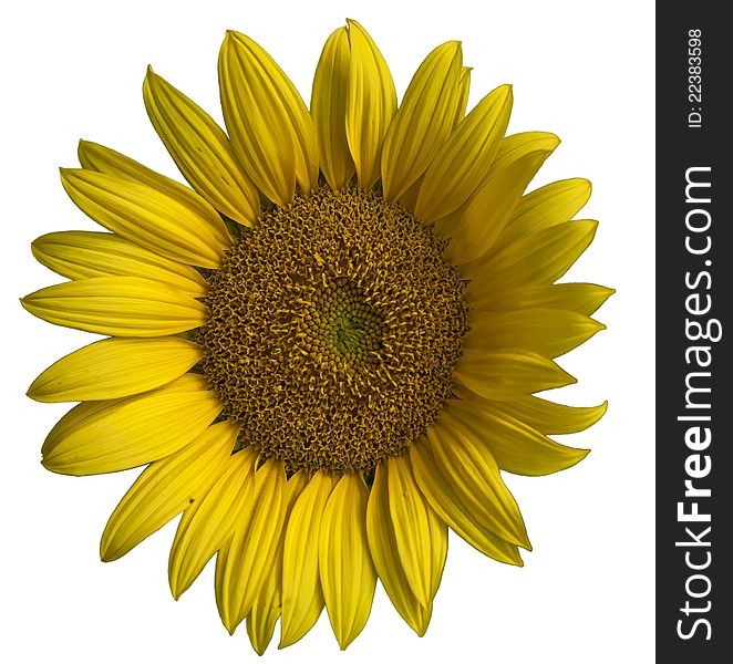 Sunflower with white background, closeup shot. Sunflower with white background, closeup shot