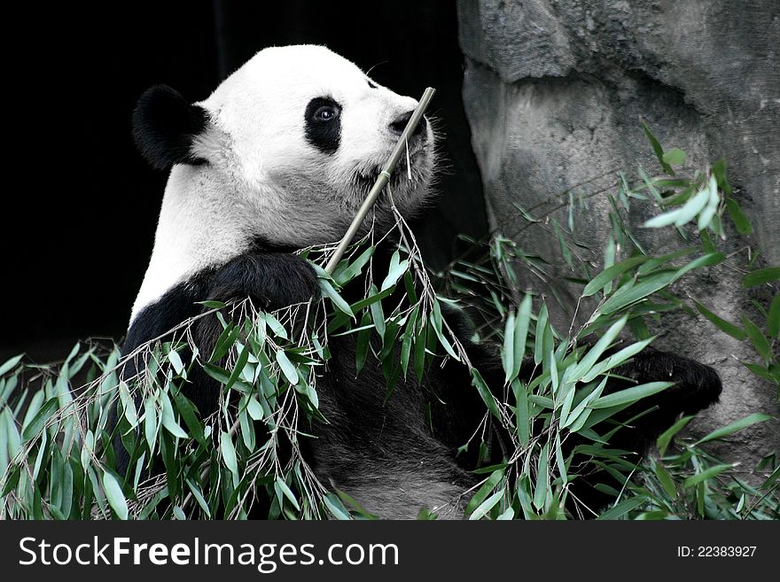 Panda bear eating bamboo tree