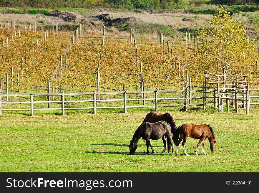 Three healthy horses grazing on green grass in paddock with vineyards in background. Three healthy horses grazing on green grass in paddock with vineyards in background