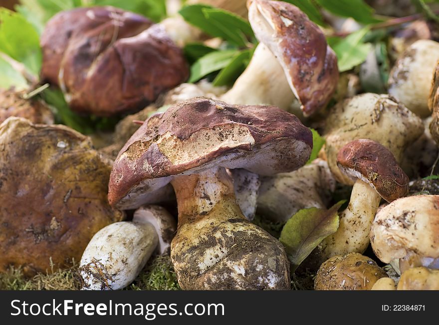 Boletus edulis at market in my town