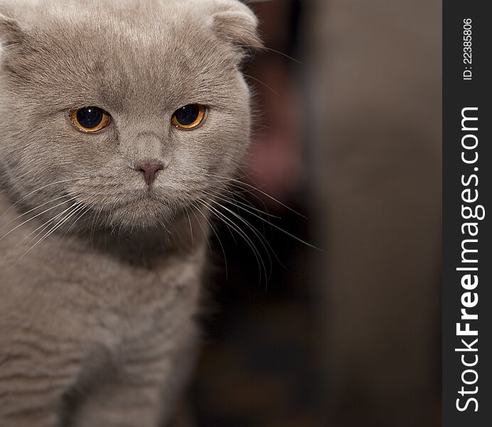 Cat on the soft background