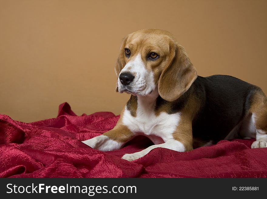 The dog of breed a beagle lies on a red coverlet and looks before itself. The dog of breed a beagle lies on a red coverlet and looks before itself
