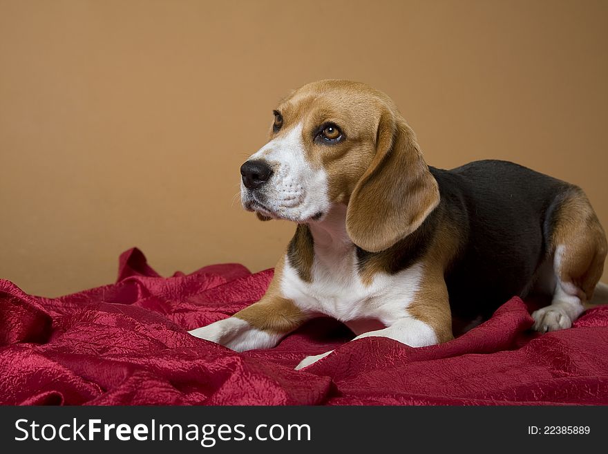 The dog of breed a beagle lies on a red coverlet. The dog of breed a beagle lies on a red coverlet