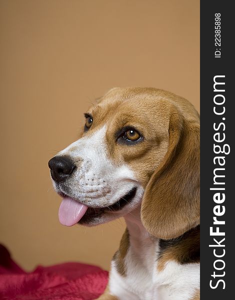 Portrait of a beagle with Ð²Ñ‹ÑÑƒÐ½ÑƒÑ‚Ñ‹Ð¼ language on a beige background. Portrait of a beagle with Ð²Ñ‹ÑÑƒÐ½ÑƒÑ‚Ñ‹Ð¼ language on a beige background