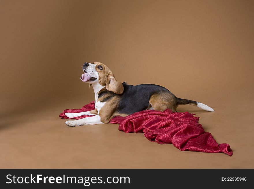The dog of breed a beagle with a silly kind lies on a red coverlet. The dog of breed a beagle with a silly kind lies on a red coverlet