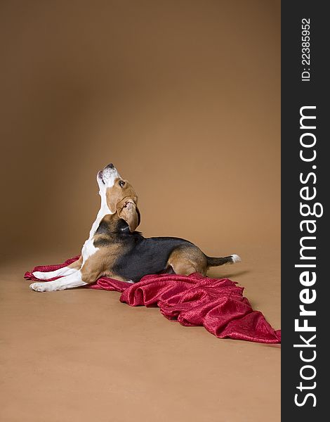 The dog of breed a beagle lies on a red coverlet, having lifted up a head