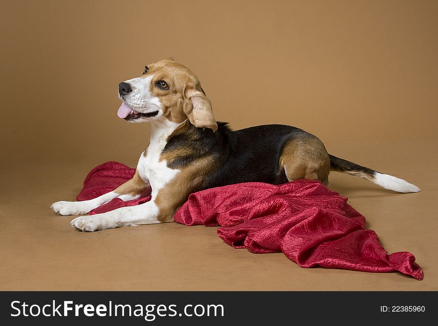 The joyful dog of breed a beagle lies on a red coverlet. The joyful dog of breed a beagle lies on a red coverlet