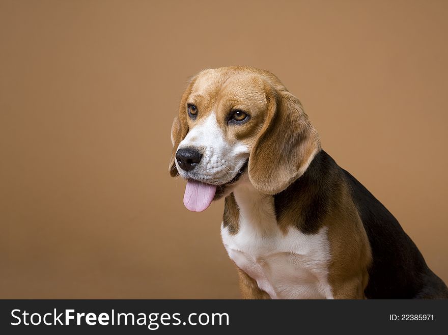 Portrait of a dog of breed a beagle with language on a beige background. Portrait of a dog of breed a beagle with language on a beige background