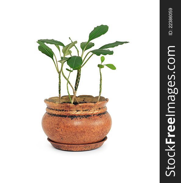 Flowerpot with green plant on white background. Isolated with clipping path. Flowerpot with green plant on white background. Isolated with clipping path