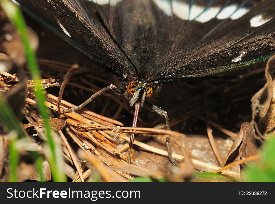 Portrait butterfly high resolution insects,