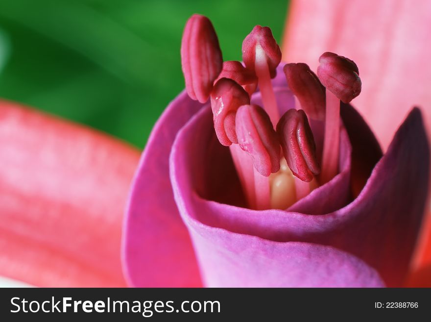 Flower fuchsia on blur background.