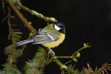 Tomtit At Black Background Royalty Free Stock Photography