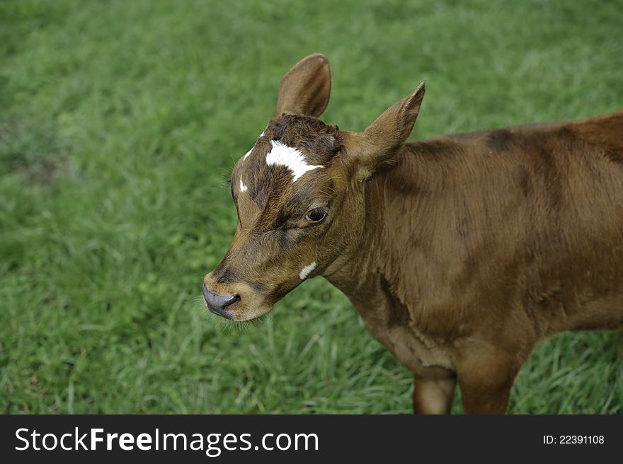 Calf standing in green pasture after being bottle fed. Calf standing in green pasture after being bottle fed