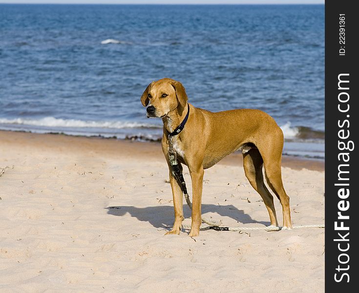 Tan coloured dog on the beach by the ocean. Tan coloured dog on the beach by the ocean