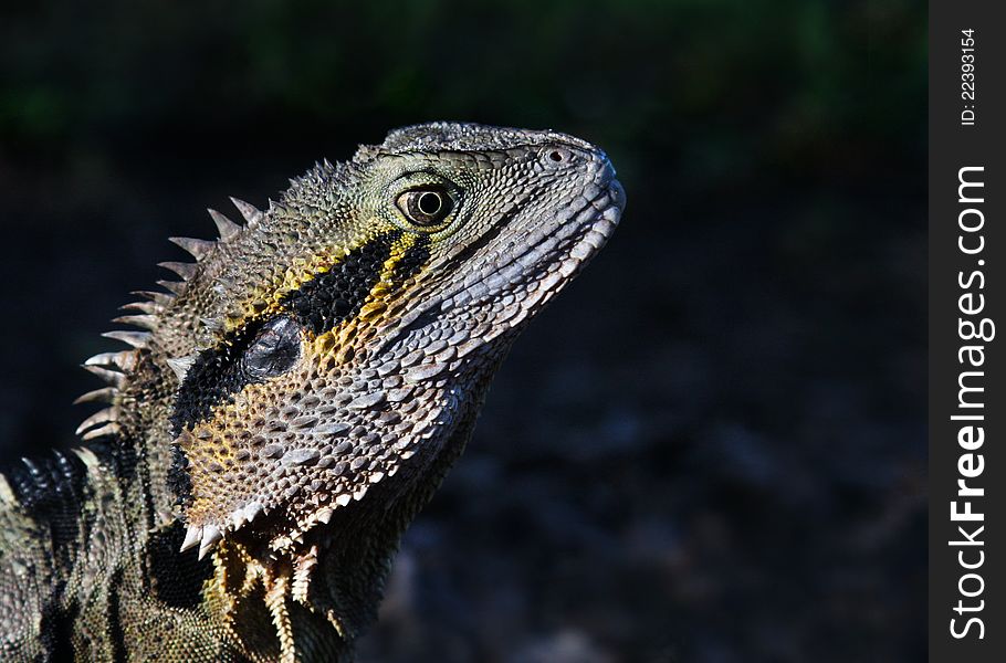 Portrait of the Australian Water Dragon (Physignathus lesueurii). Portrait of the Australian Water Dragon (Physignathus lesueurii)