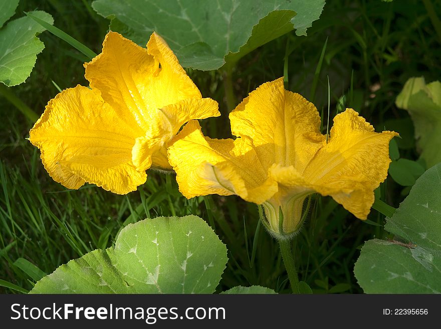 Flower and leafs of vegetable marrow in nature. Flower and leafs of vegetable marrow in nature