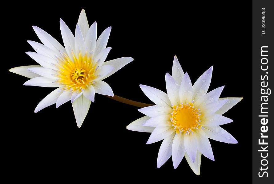 White lotus is Second flower on a black background. White lotus is Second flower on a black background.