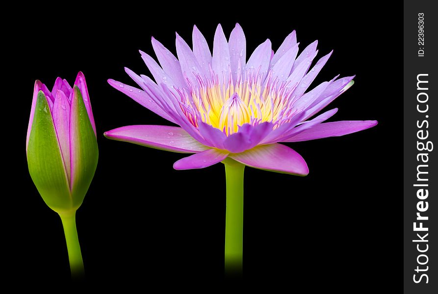 Purple lotus on a black background. Purple lotus on a black background.