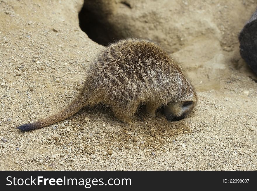 Meerkat digging a hole in the ground