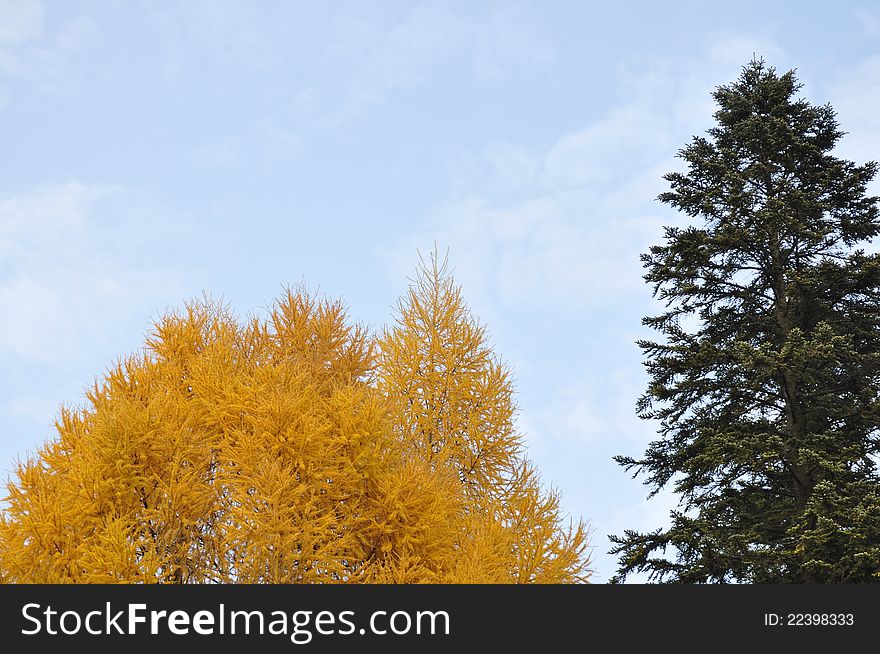 Beautiful image of autumn foliage in october