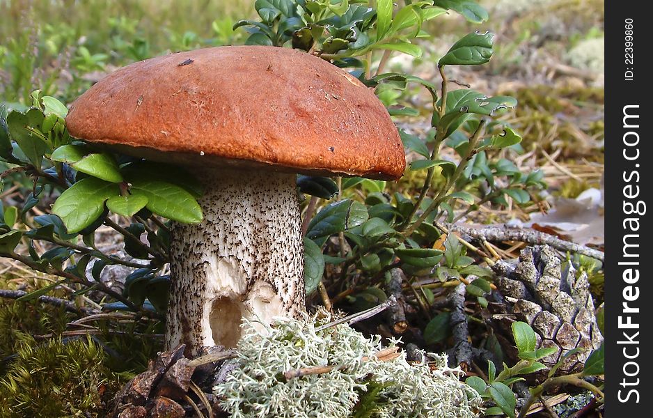 Wild Mushroom From Genus Boletus