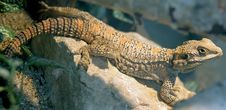 Starred Agama 1 Royalty Free Stock Photography Starred Agama 1 Royalty Free Stock Photography
