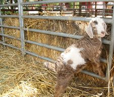 Cute Baby Lamb Stock Image