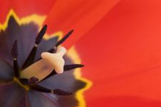 Inside Tulip Royalty Free Stock Photography Inside Tulip Royalty Free Stock Photography