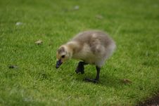 Cute Canada Goose Chick Stock Image