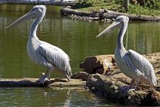 Two Pelicans In Nature Royalty Free Stock Photography Two Pelicans In Nature Royalty Free Stock Photography