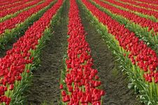 In The Tulips Royalty Free Stock Photography In The Tulips Royalty Free Stock Photography