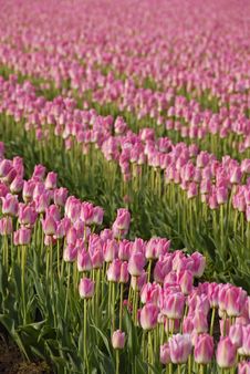Pink Tulip Rows Royalty Free Stock Image