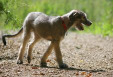 Young Gappy Dog Stock Images