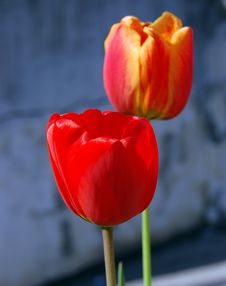 Tulips Royalty Free Stock Photos Tulips Royalty Free Stock Photos